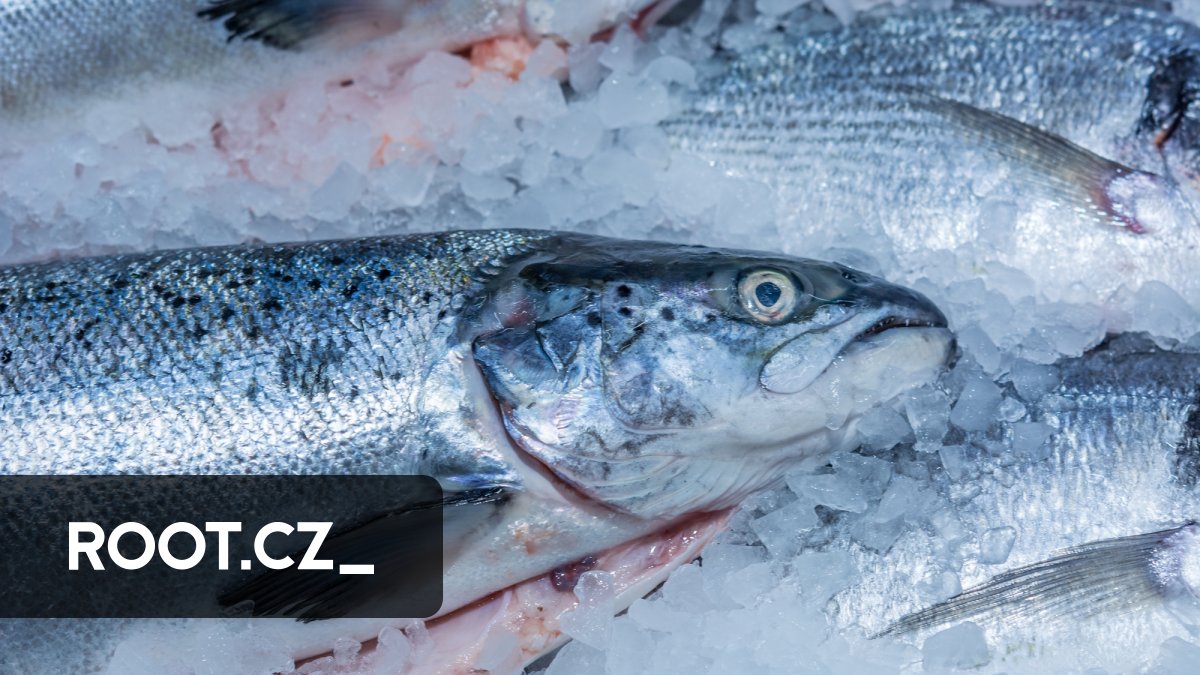 Interaktivní shell Fish přechází z C++ na Rust - Root.cz