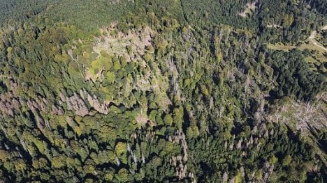 Náhledový obrázek - Lesy ČR podaly dovolání proti restitučnímu nároku rodu Walderode