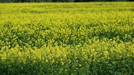 Náhledový obrázek - Žlutý upír. Kvůli řepce mizejí z českých polí brambory, půdu nezdražuje