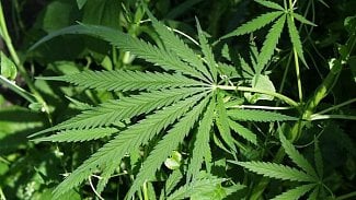 Náhledový obrázek - Legalizace marihuany prý může omezit případy předávkování