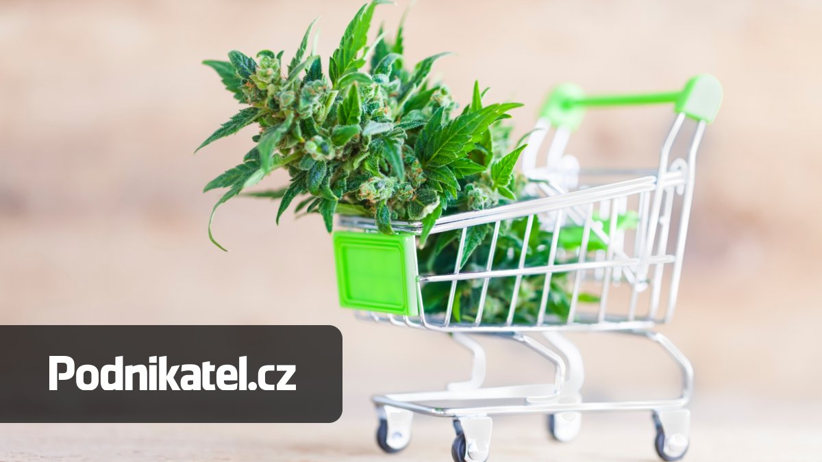 Nejvýhodnější by bylo zavést maloobchodní trh s marihuanou, ukázala analýza