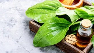 Náhledový obrázek - Na světě existuje více než 250 druhů jitrocele. U nás jich roste pouze hrstka