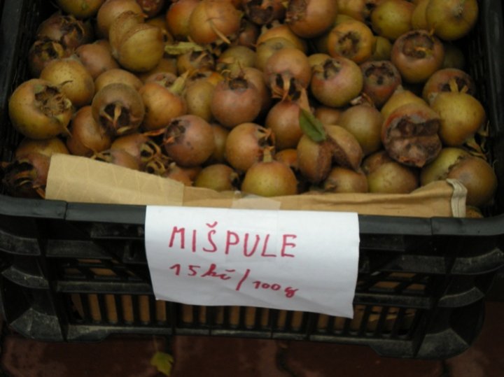 Také zapomenutá, ale kdysi běžná mišpule