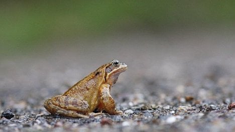 Náhledový obrázek - Komentář: Žáby, na Hrad!