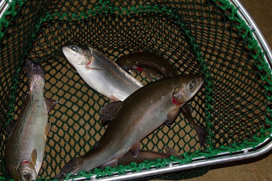 Rybí farma Fish Farm Bohemia Rokytno