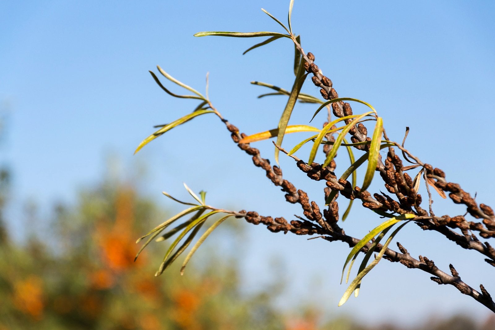 Rakytník (Hippophae rhamnoides)