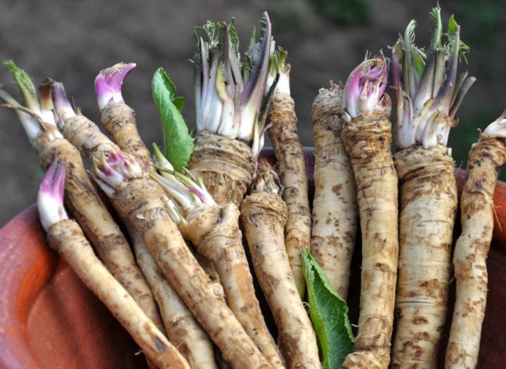 Autor: Shutterstock.com Křen čerstvý v nádobě