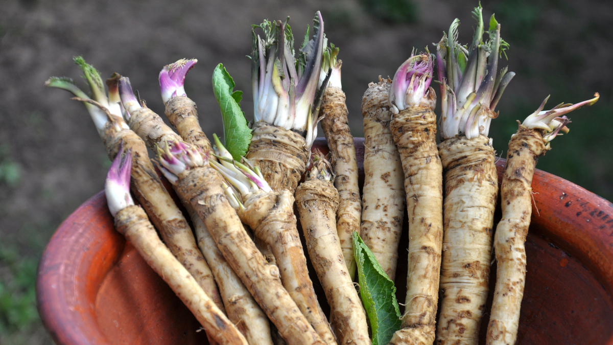 Křen čerstvý v nádobě