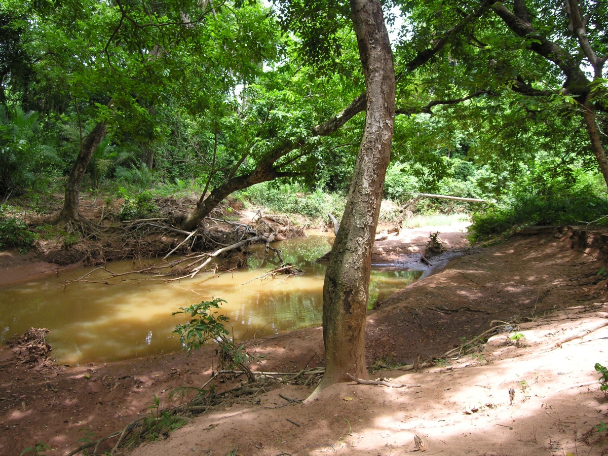 Foret de Kou. Bobo-Dioulasso.