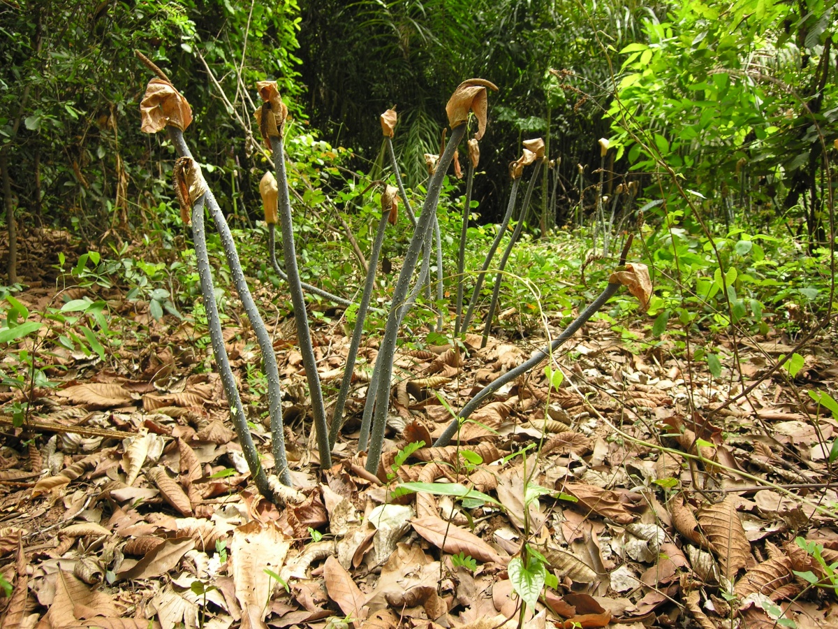 Foret de Kou. Bobo-Dioulasso.