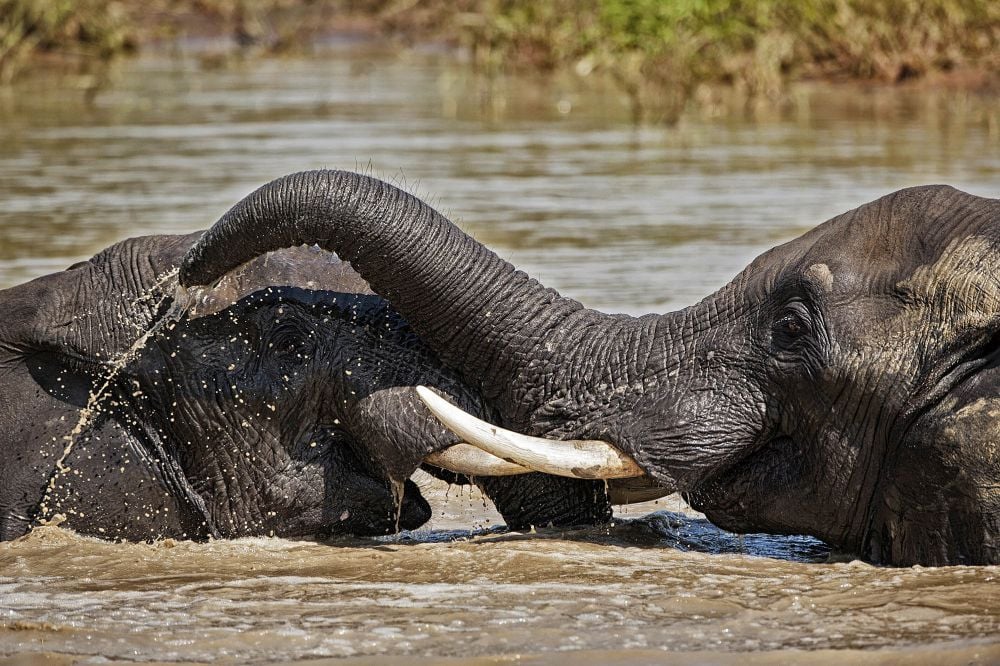 Prima Zoom, 4. týden 2018