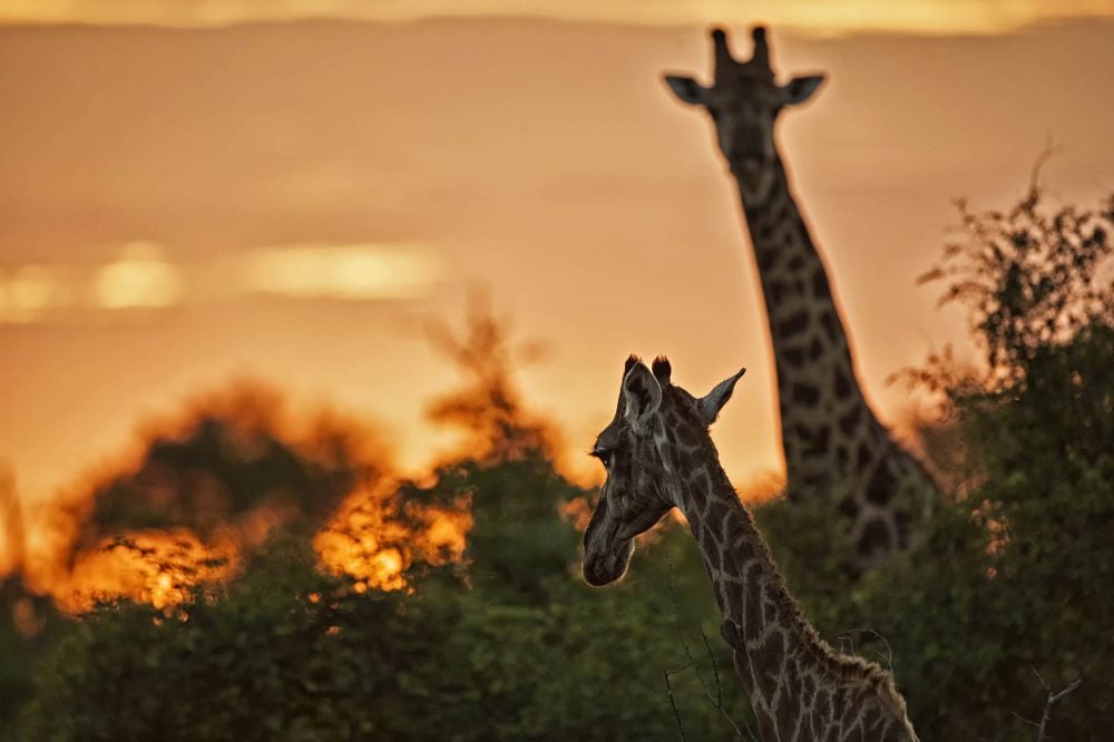 Prima Zoom, 4. týden 2018