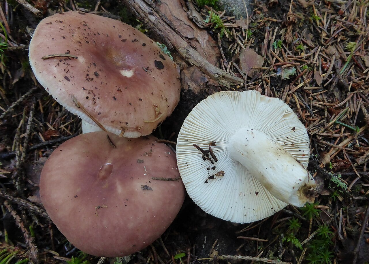 holubinka mandlová