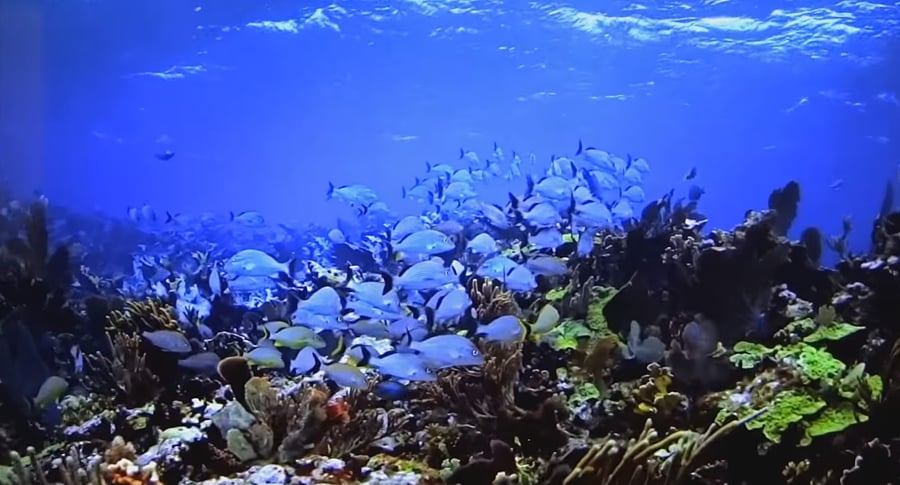 Programy ve 4K (MEO)