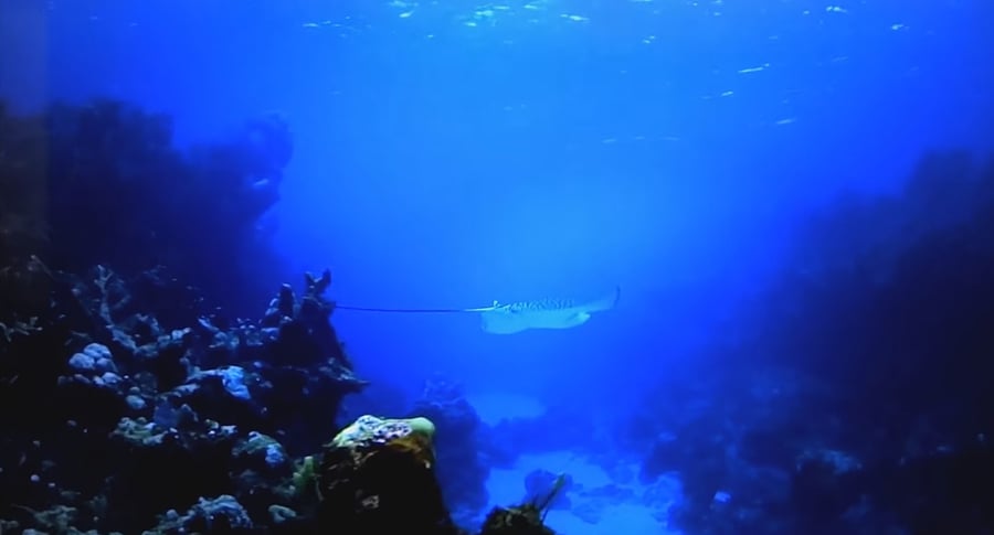 Programy ve 4K (MEO)