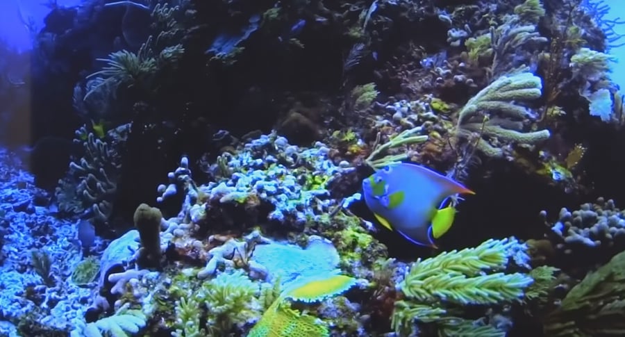 Programy ve 4K (MEO)