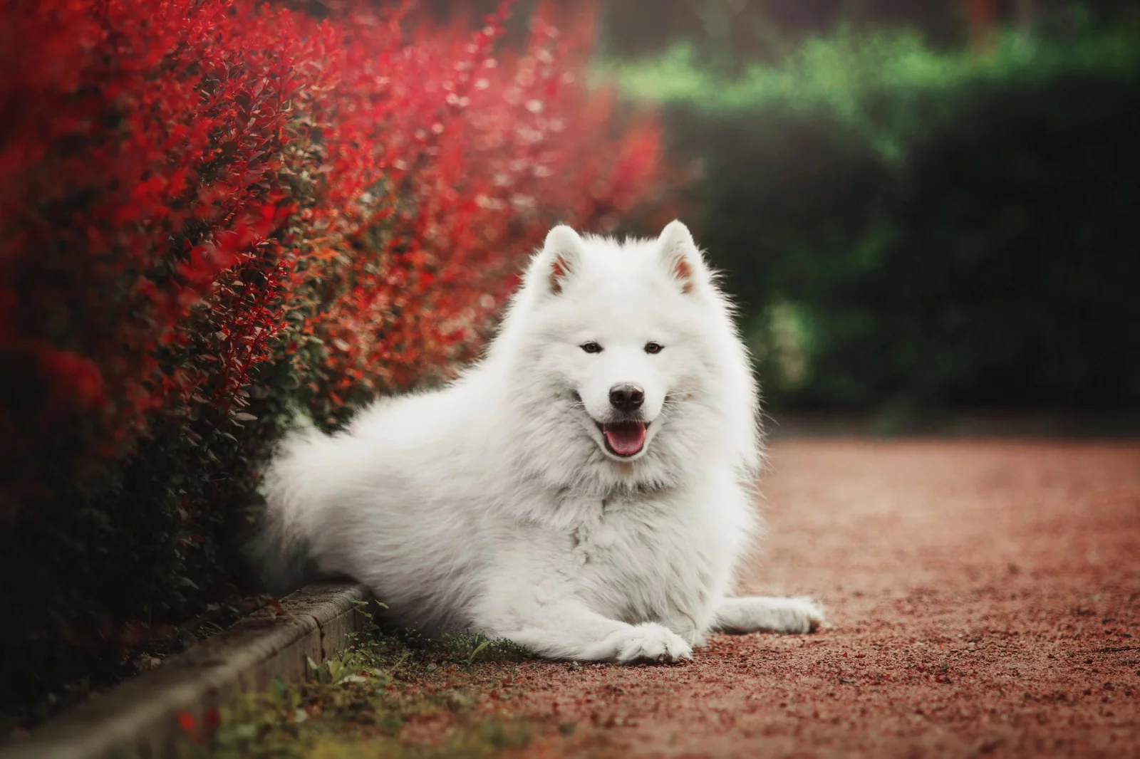 Samojed