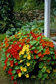 Tropaeolum majus