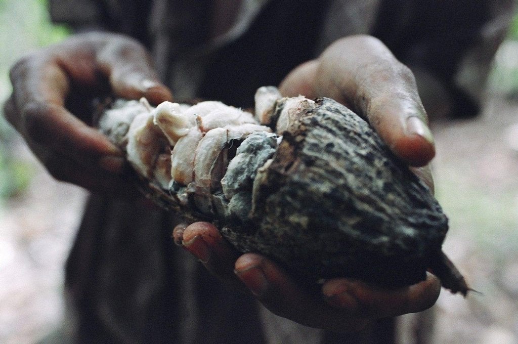 2019-05-dilema-farmc3a1c599c5af-pc49bstovat-kakao-nebo-koku-6.jp