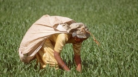 Náhledový obrázek - Klimatické změny vedly v Indii k téměř 60 tisícům sebevražd, tvrdí studie