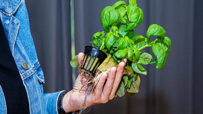 Ilustrační obrázek