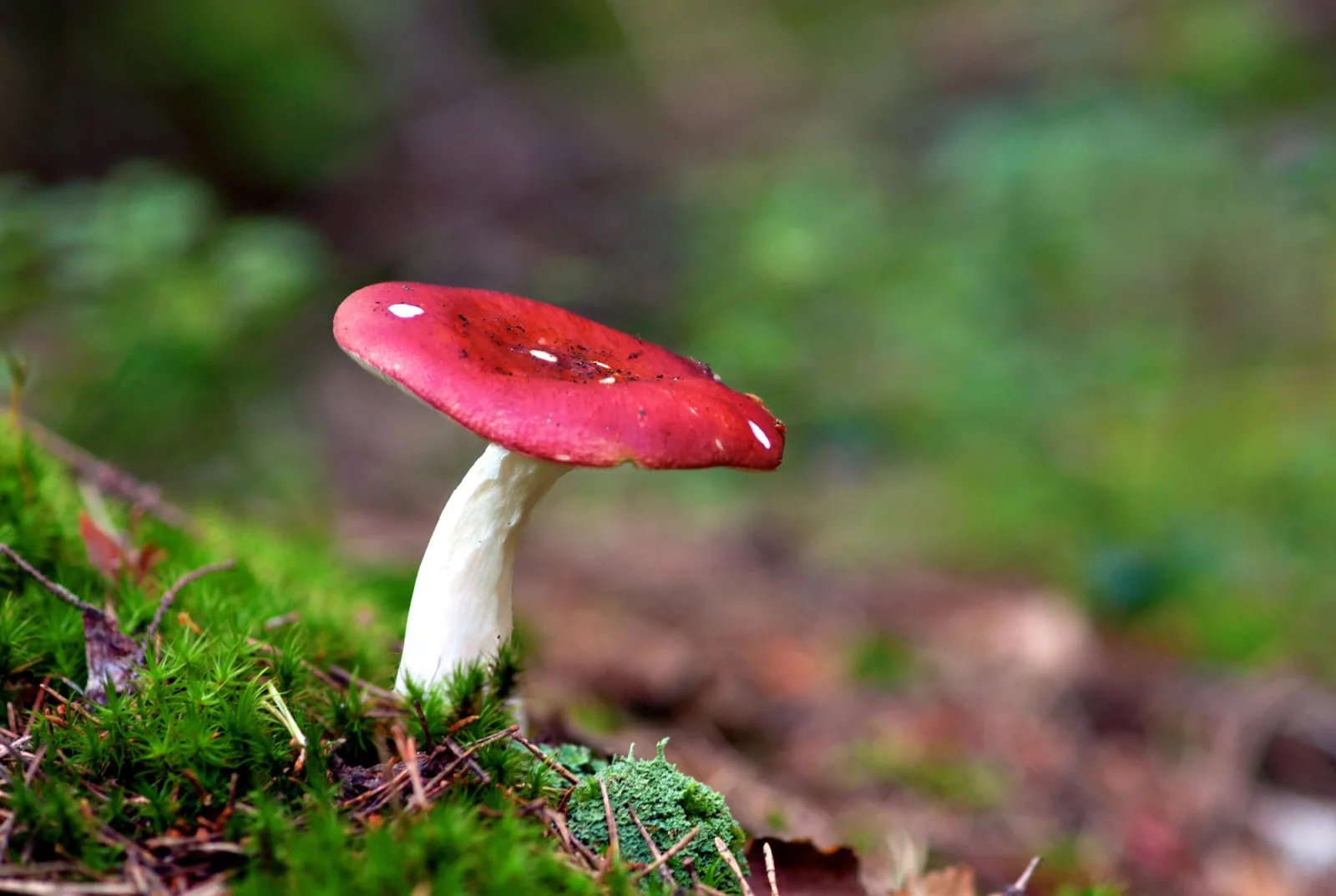 Holubinka vrhavka (Russula emetica) je jedovatá houba, která způsobuje žaludeční potíže. Otrava touto holubinkou trvá obvykle půl dne a poté odezní a uzdravení je úplné.
