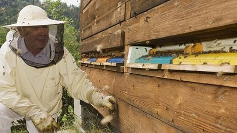 Náhledový obrázek - Českých včelařů po letech opět přibývá, pomáhají jim dotace