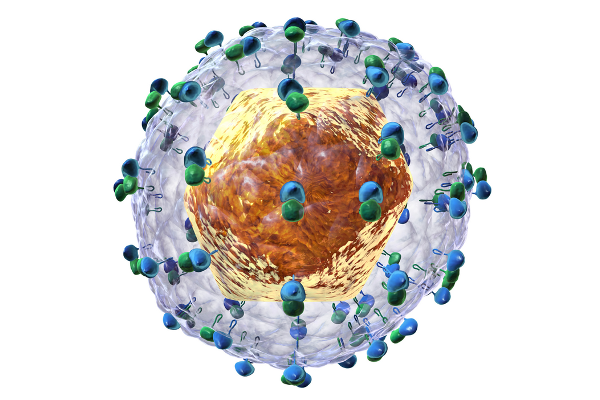 Přírodovědecká fakulta UK: Virus hepatitidy typu C tvoří proteinové částice. Uvnitř částice je ukrytá virová genetická informace neboli virová RNA.