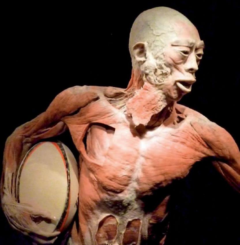 The Human Body Exhibiton