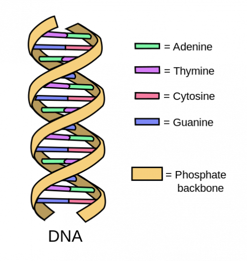 Struktura dvojité šroubovice DNA