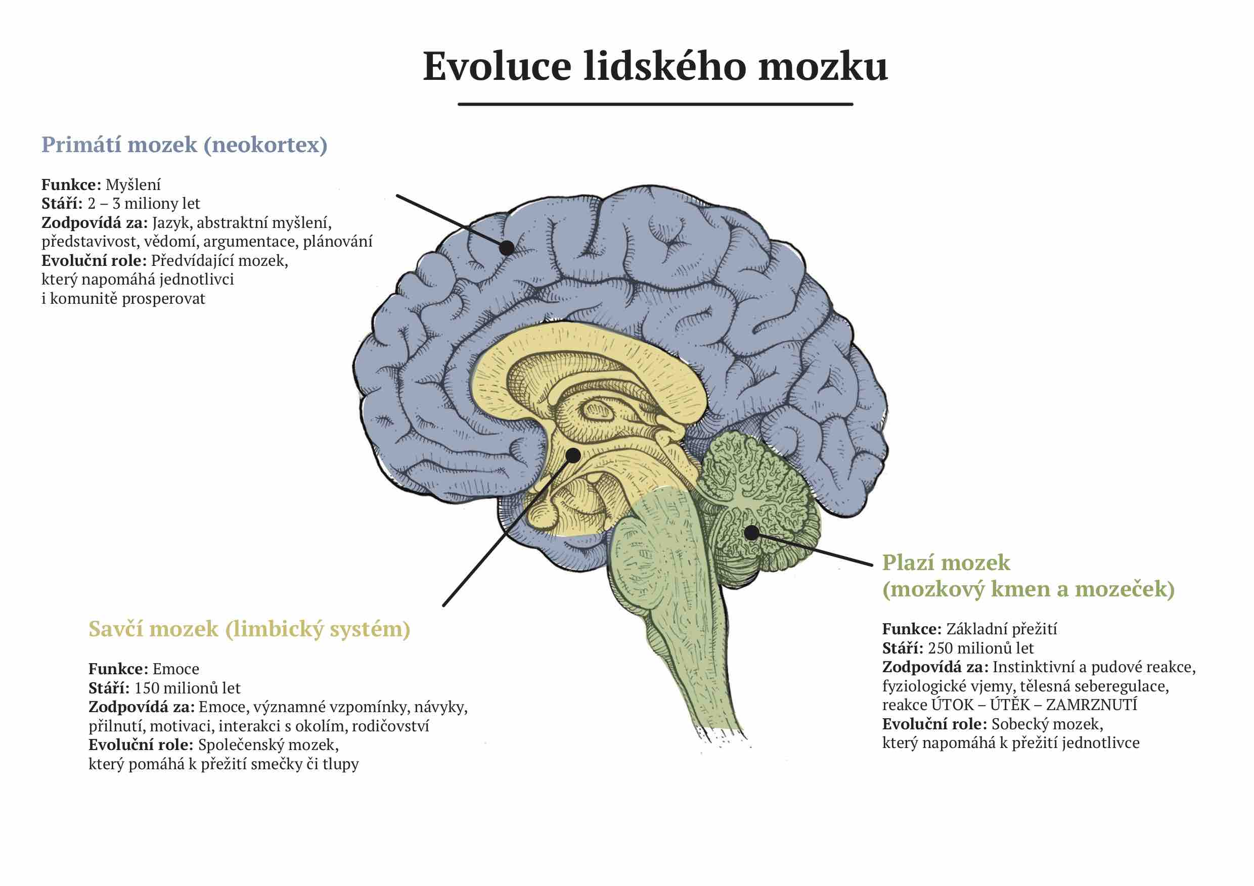 Evoluce lidského mozku