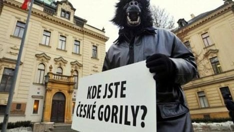 Náhledový obrázek - Jak udržet českou gorilu na řetězu