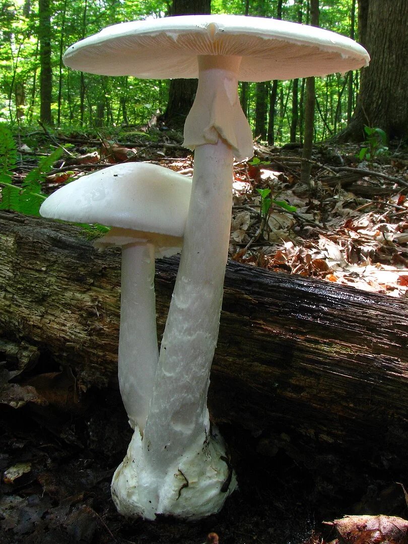 Amanita bisporigera, Severní Amerika