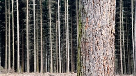 Náhledový obrázek - Lesy ČR chtějí expandovat do Rumunska. Zvažují koupi tamních lesů za miliardu