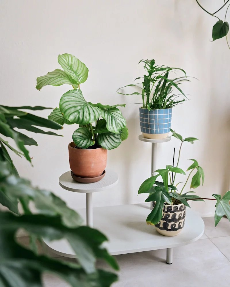 Dostupný je aktuálně ve dvou velikostech a třech barvách: světle šedé, černé a zelené.