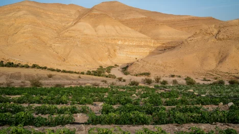Náhledový obrázek - Marocký startup úspěšně bojuje s desertifikací. Klíčem je odsolená voda, speciální hnojení a nenáročné plodiny