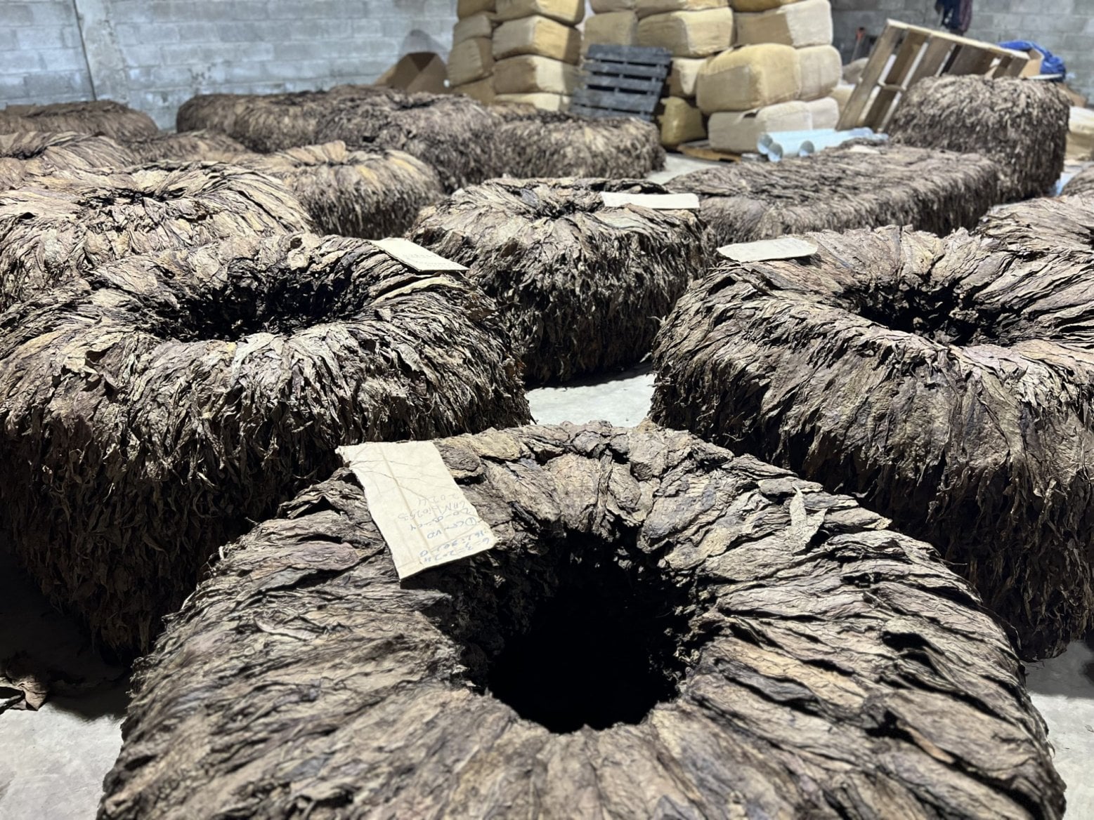 Tabák v továrně Crescendo Paraiso v Dominikánské republice