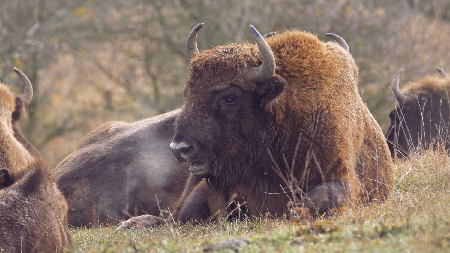 Krajinou domova II - ČT, 2017