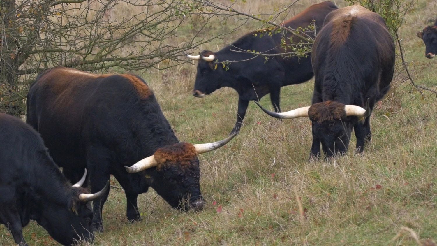 Krajinou domova II - ČT, 2017