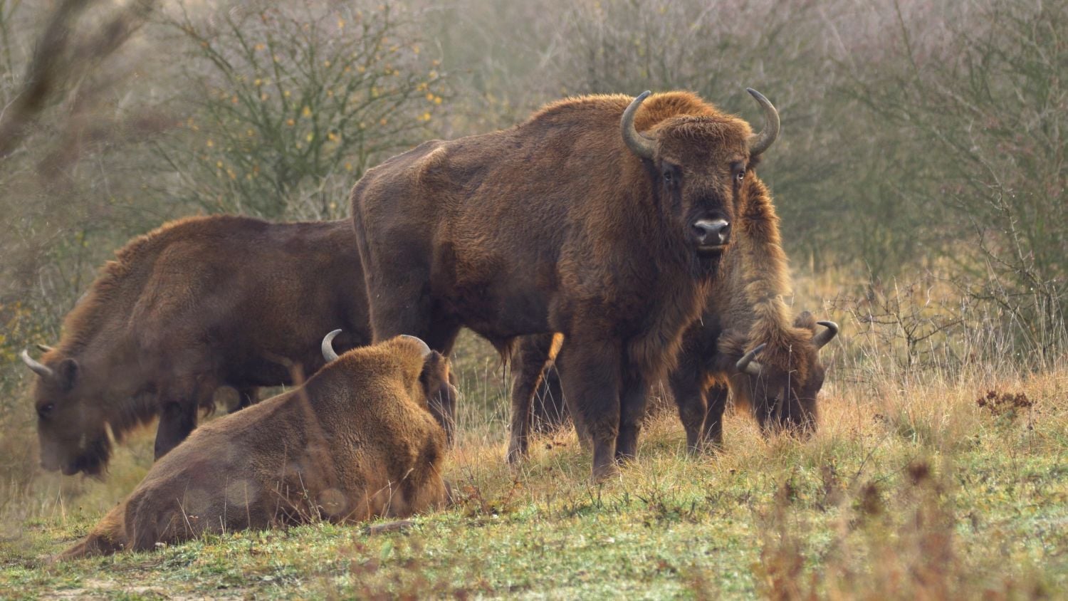 Krajinou domova II - ČT, 2017