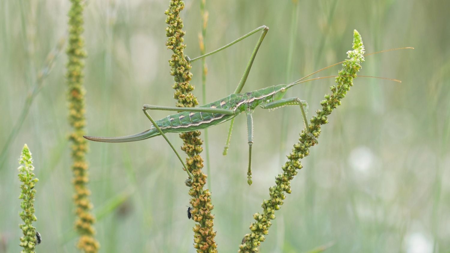 Krajinou domova II - ČT, 2017