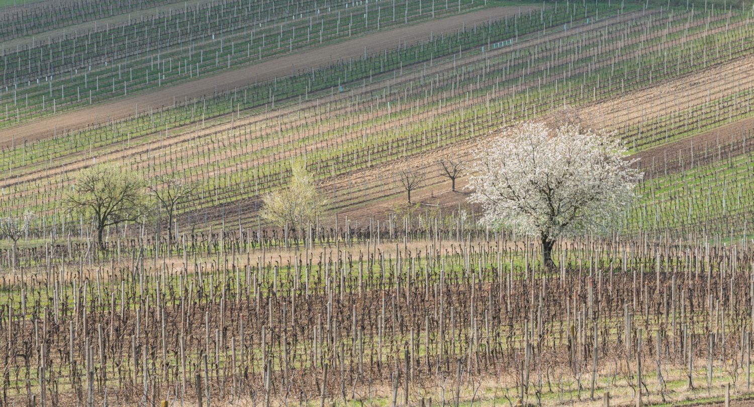 Krajinou domova II - ČT, 2017