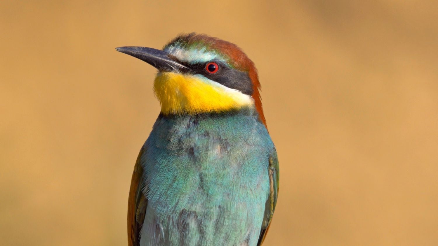 Krajinou domova II - ČT, 2017