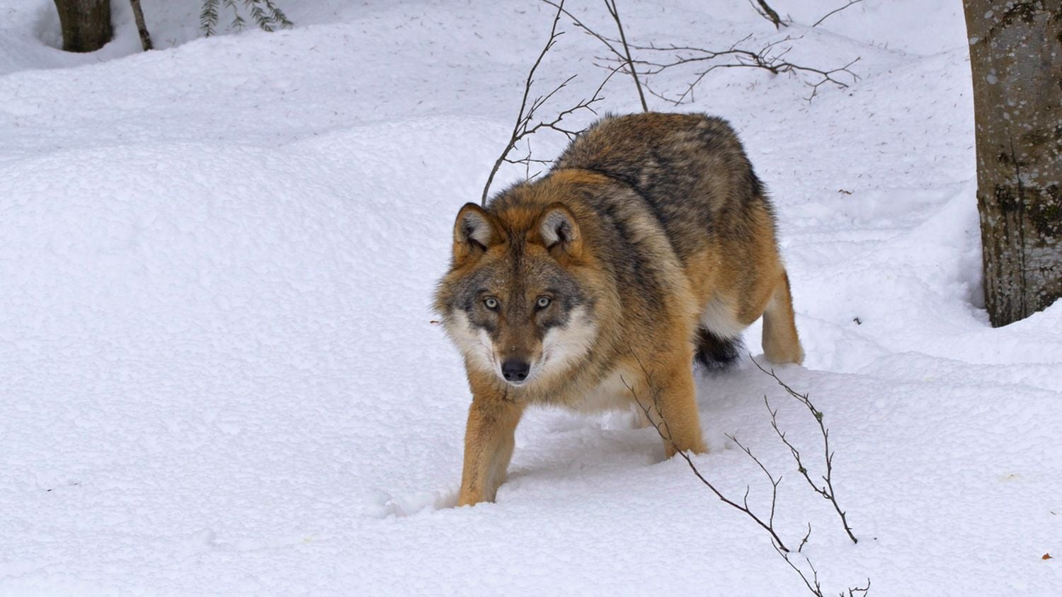 Krajinou domova II - ČT, 2017