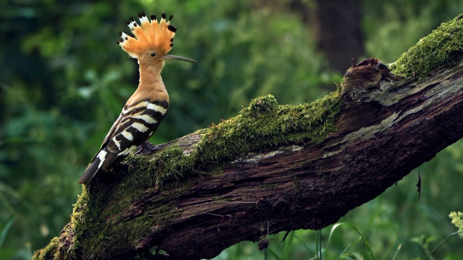 Krajinou domova II - ČT, 2017