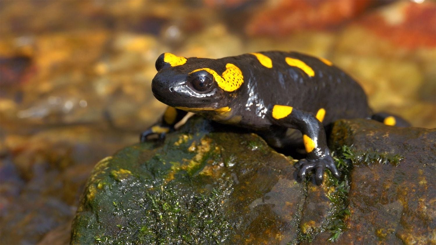 Krajinou domova II - ČT, 2017