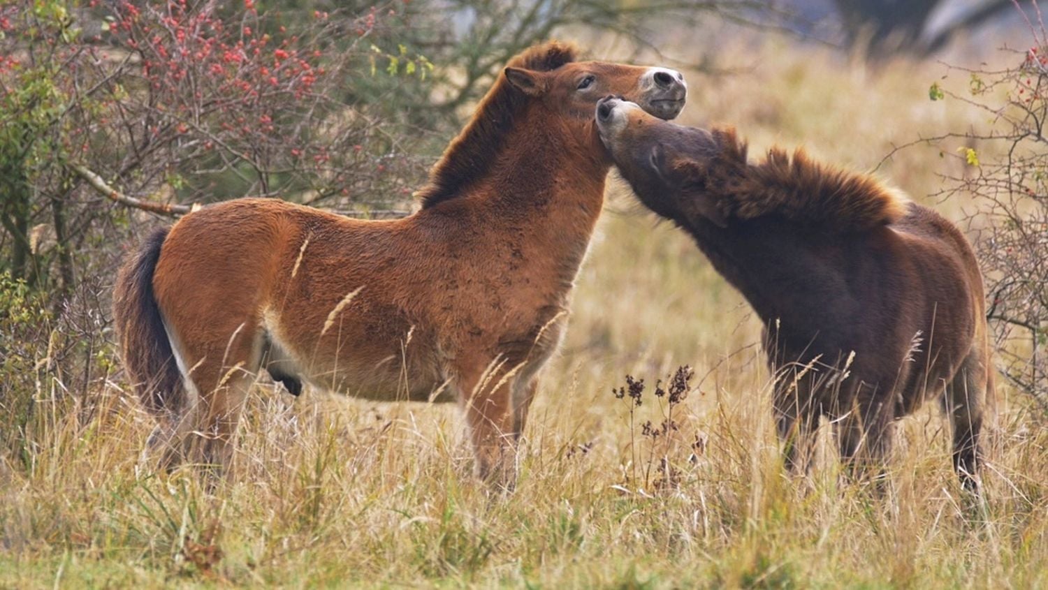 Krajinou domova II - ČT, 2017