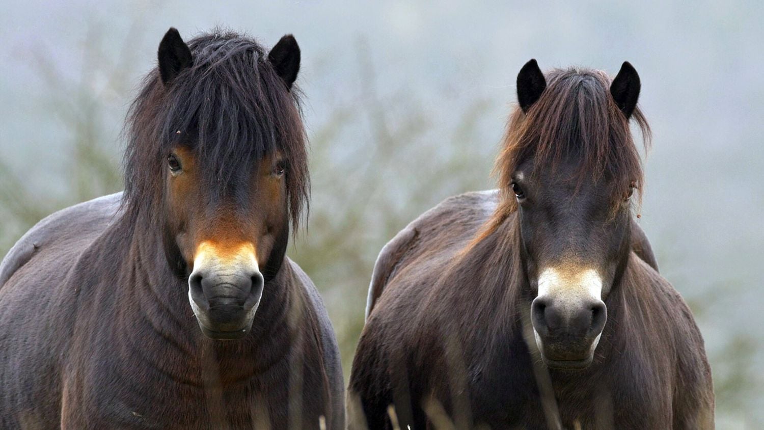 Krajinou domova II - ČT, 2017