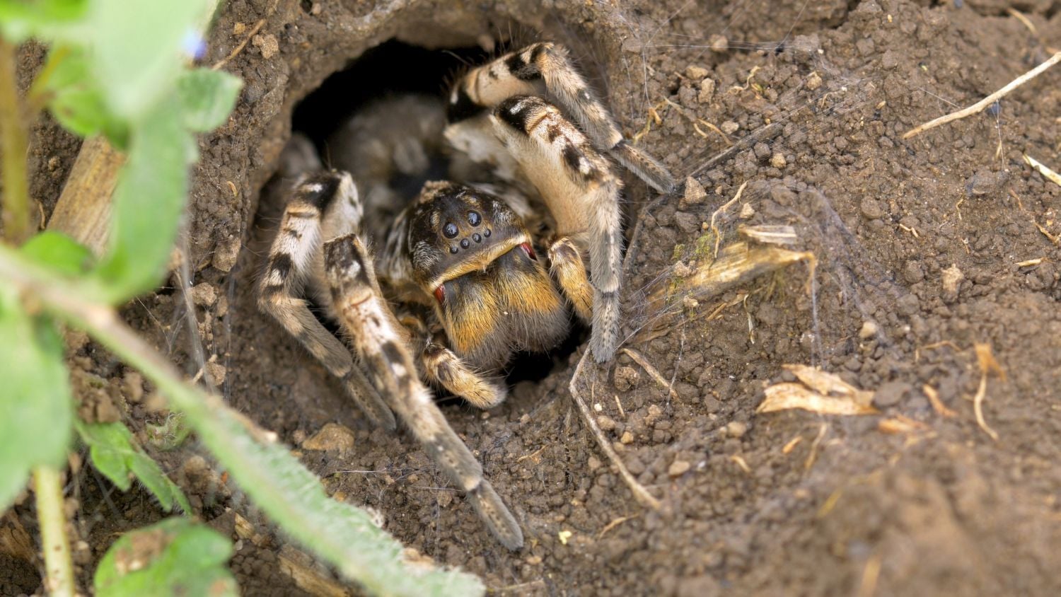 Krajinou domova II - ČT, 2017