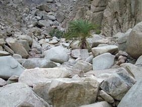 2017-03-beduc3adni-jezdc3ad-na-velbloudech-a-snc3ad-o-terc3a9nnc